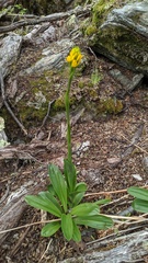 Gavilea lutea