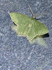 Chloropteryx