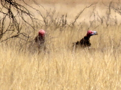 Torgos tracheliotos tracheliotos