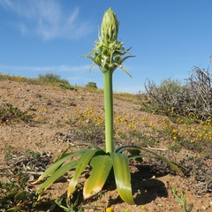 Ornithogalum xanthochlorum