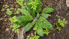 Adenocaulon chilense