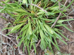 Sclerochloa dura