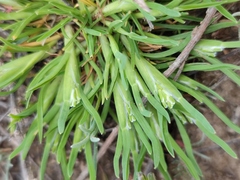 Sclerochloa dura