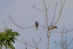 Contopus fumigatus