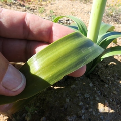 Ornithogalum xanthochlorum