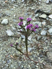 Comesperma