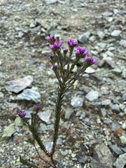 Comesperma