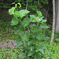 Populus balsamifera balsamifera