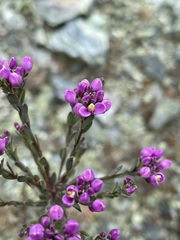 Comesperma