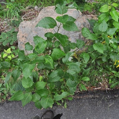 Populus balsamifera balsamifera
