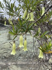 Billardiera macrantha