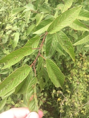 Prunus munsoniana