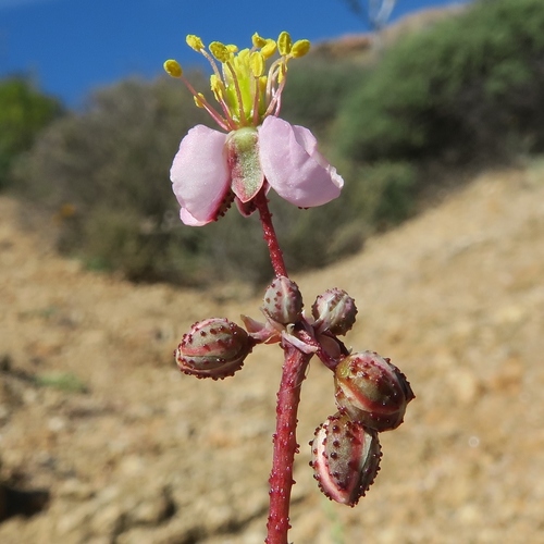 Kewa salsoloides (Kewa salsoloides)
