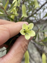 Billardiera macrantha