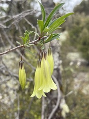 Billardiera macrantha
