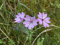 Geranium tuberosum