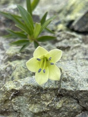 Billardiera macrantha