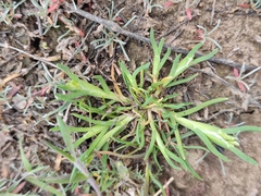 Sclerochloa dura