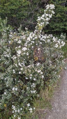 Chiliotrichum diffusum