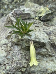 Billardiera macrantha