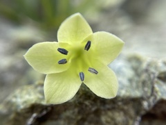 Billardiera macrantha