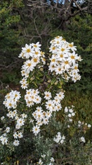 Chiliotrichum diffusum