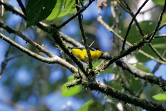 Anisognathus somptuosus