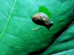 Athoracophorinae