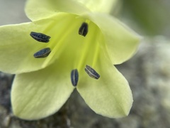 Billardiera macrantha