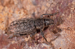 Brachyderes incanus