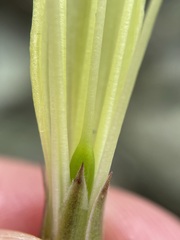 Billardiera macrantha