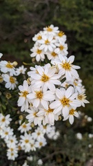 Chiliotrichum diffusum