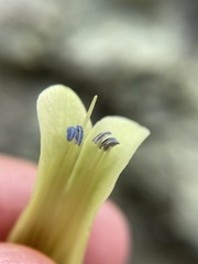 Billardiera macrantha