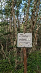 Nothofagus antarctica