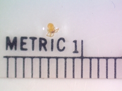 Misumessus oblongus