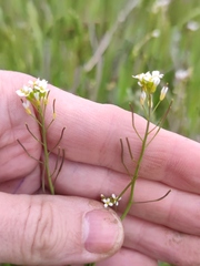 Arabidopsis