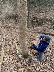 Phellodendron amurense