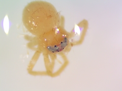 Misumessus oblongus