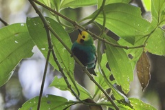 Chlorochrysa nitidissima