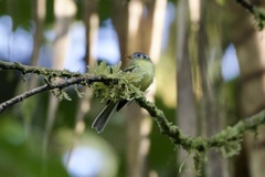 Leptopogon superciliaris