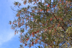 Alvaradoa amorphoides