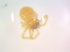 Misumessus oblongus