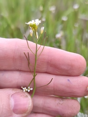 Arabidopsis
