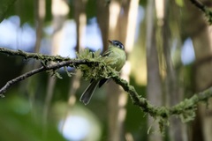 Leptopogon superciliaris