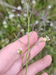 Arabidopsis