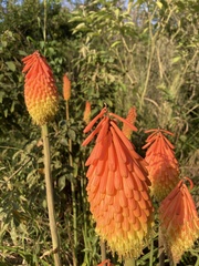 Kniphofia