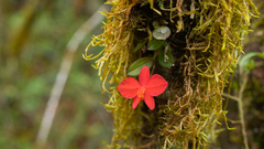 Cattleya coccinea