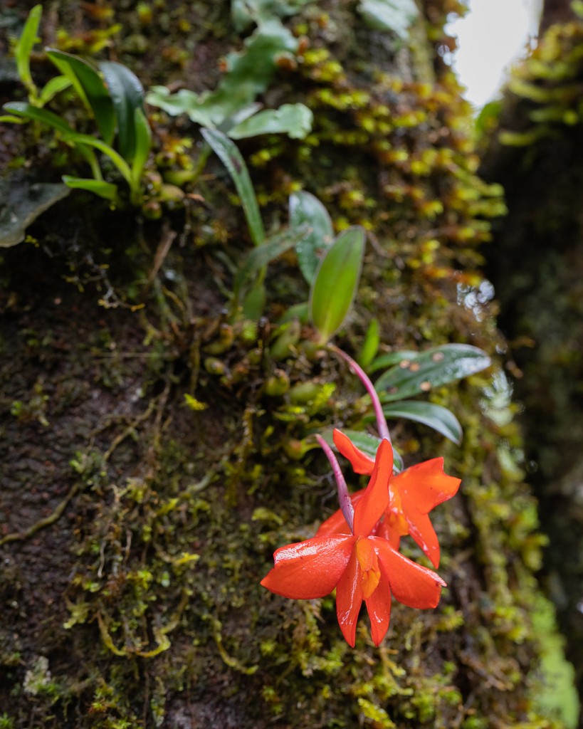 Cattleya acuensis