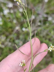 Arabidopsis