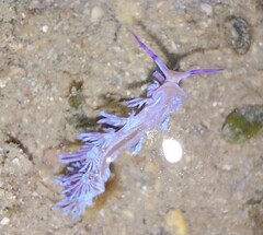 Pteraeolidia semperi